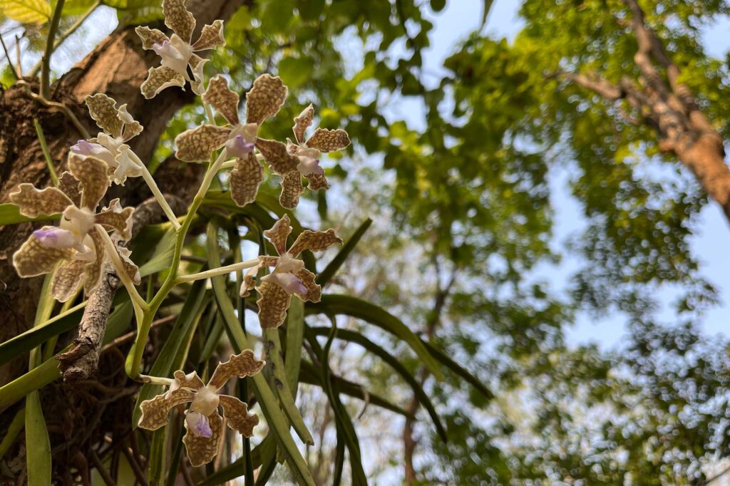 Vanda tessellata blooming at Debrigarh