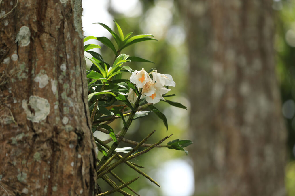 Dendrobium formosum blooming at Jenabil, Similipal