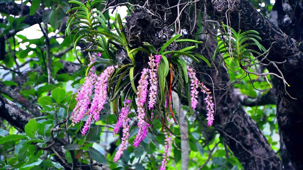 Rhynchostylis retusa Blooming at Kotagarh