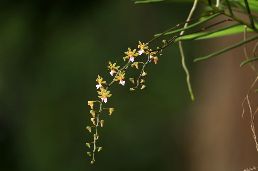 Cleisostoma Orchid blooming at Nuagan, Similipal