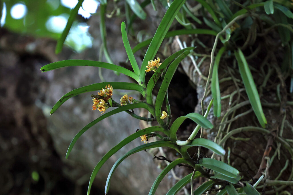 Acampe praemorsa blooming at Nayagarh Forest