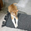 thin mother cat guarding her kitten – a symbol of silent sacrifice.