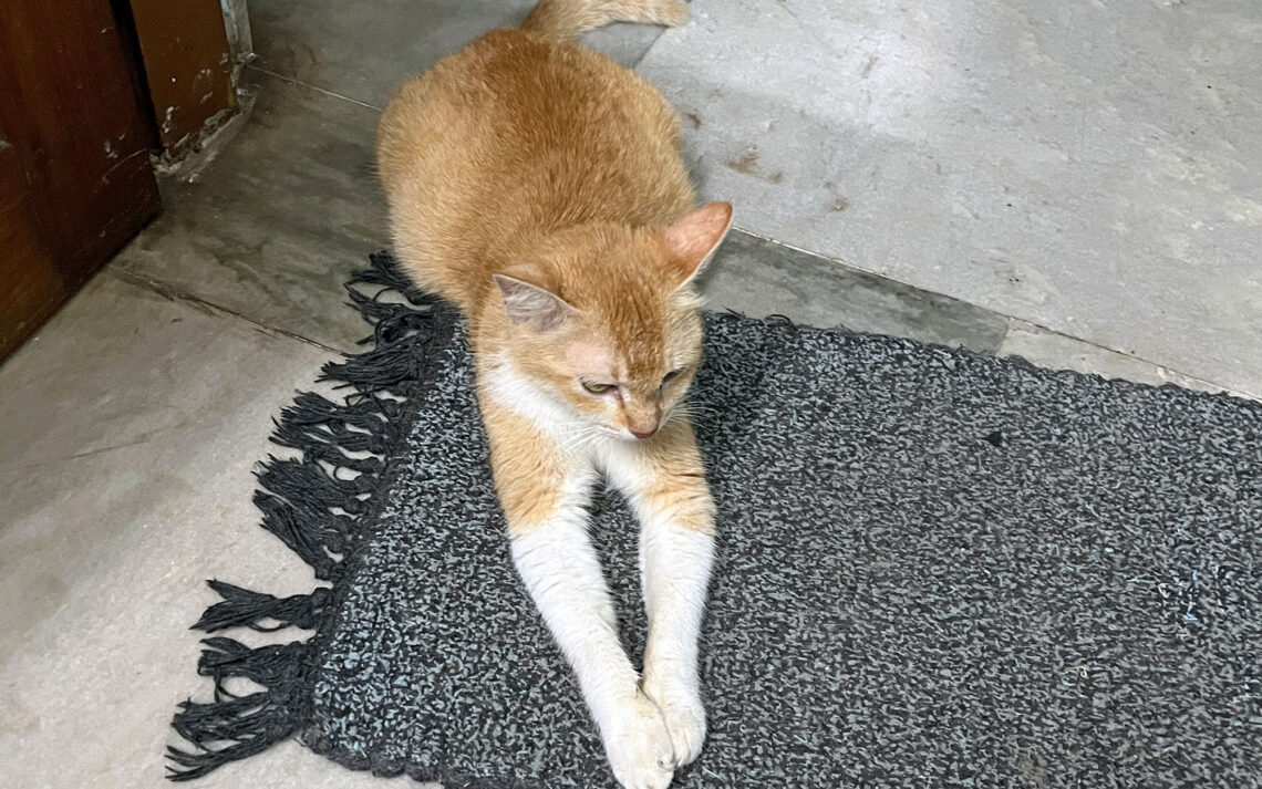 thin mother cat guarding her kitten – a symbol of silent sacrifice.