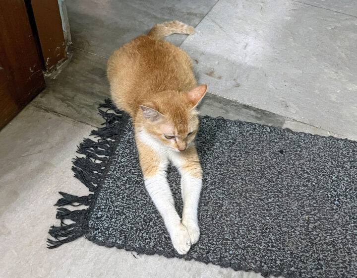 thin mother cat guarding her kitten – a symbol of silent sacrifice.